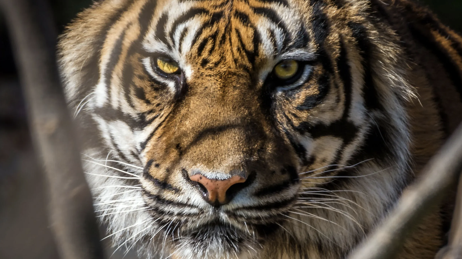 Why Tigers vs Rabbits is a game changer